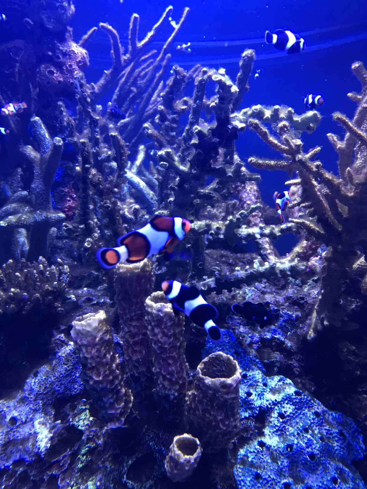Johnny Morris’ Wonders of Wildlife National Museum & Aquarium